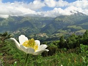 CIME ALBEN fiorite ad anello dal Passo Crocetta-22giu21-  FOTOGALLERY